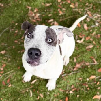 Mixed Breed Dogs Available for Adoption in Milton, Florida - Gloria | PetCurious