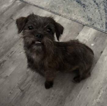 Sophia -  Cairn Terrier and Mixed Breed Dog for Adoption in Morton Grove, Illinois - Sophia | PetCurious