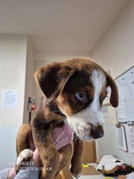 Australian Shepherd Dogs Available for Adoption in Thompson Falls, Montana - Vera | PetCurious