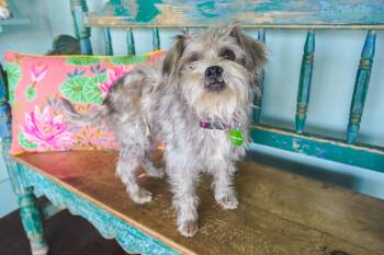 Cowboy -  Shih Tzu and Schnauzer Dog for Adoption in San Antonio, Texas - Cowboy | PetCurious