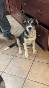 Rescue Mixed Breed Dogs for Adoption in Wanaque, New Jersey - Patches | PetCurious