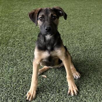 Shepherd Dogs Available for Adoption - Caliente 7114 | PetCurious
