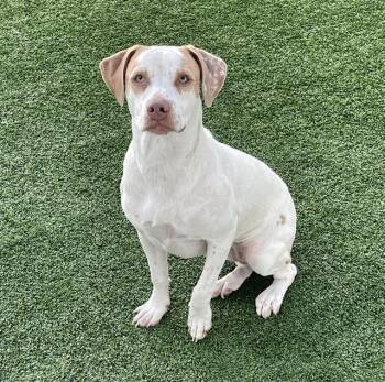 A137449 -  Mixed Breed Dog for Adoption in Palmetto, Florida - A137449 | PetCurious