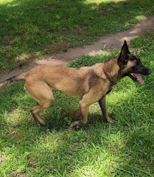 Justice -  Belgian Shepherd Malinois Dog for Adoption in Gillsville, Georgia - Justice | PetCurious