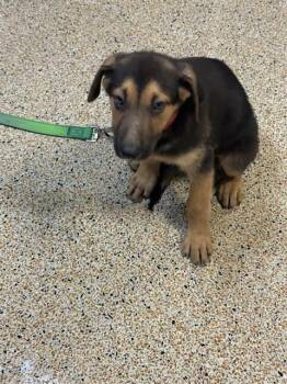 German Shepherd Dog Dogs Available for Adoption in Doral, Florida - WARNER | PetCurious