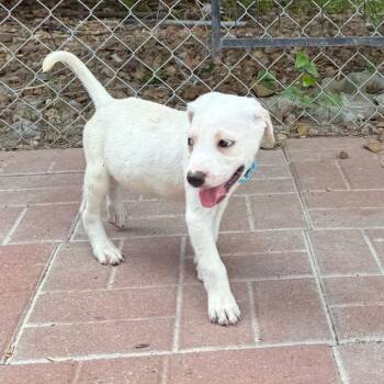 John -  Labrador Retriever Dog for Adoption in Spring, Texas - John | PetCurious