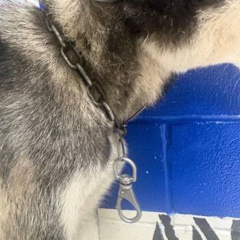 Llorona -  Husky Dog for Adoption in Lufkin, Texas - Llorona | PetCurious