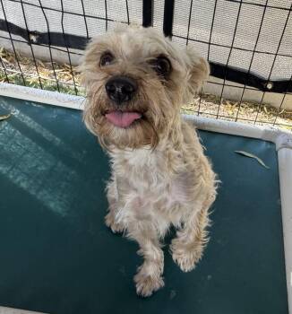Yorkshire Terrier Dogs Available for Adoption in Canutillo, Texas - Buddy | PetCurious
