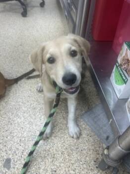 Rescue Mixed Breed Dogs for Adoption in Houston, Texas - LILY | PetCurious