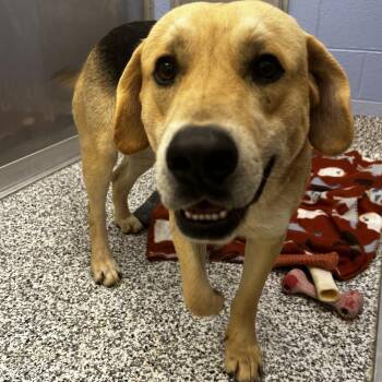 Yellow Labrador Retriever and German Shepherd Dog Dogs Available for Adoption - Dudley | PetCurious