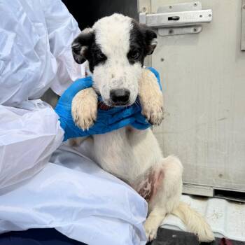 Bane -  Collie Dog for Adoption in Edinburg, Texas - Bane | PetCurious
