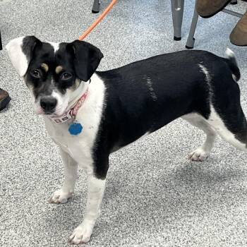 Daisy -  Mixed Breed Dog for Adoption in Monticello, Iowa - Daisy | PetCurious