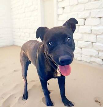 Labrador Retriever Dogs Available for Adoption - CONNOR | PetCurious