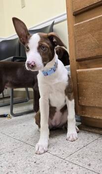 Dolly -  Border Collie and Mountain Cur Dog for Adoption in Culpeper, Virginia - Dolly | PetCurious
