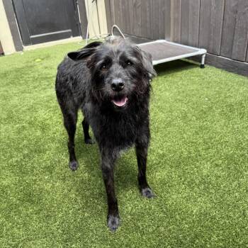 Hope AKA Lilly 9971 -  Mixed Breed and None Dog for Adoption in Loxahatchee Groves, Florida - Hope AKA Lilly 9971 | PetCurious