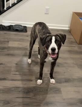 Mulan -  Mixed Breed Dog for Adoption in Cornelius, North Carolina - Mulan | PetCurious
