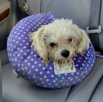 Rescue Maltese Dogs for Adoption in Placentia, California - Chanel #530 | PetCurious