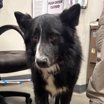 Border Collie Dogs Available for Adoption in Yuma, Arizona - Mermaid Man | PetCurious