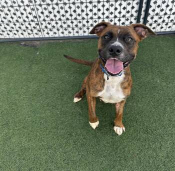 Boxer and Pit Bull Terrier Dogs Available for Adoption in Myrtle Beach, South Carolina - Haven  | PetCurious