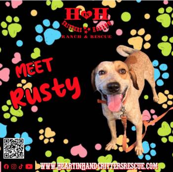 Rusty -  Coonhound and Cattle Dog Dog for Adoption in Stewart, Tennessee - Rusty | PetCurious