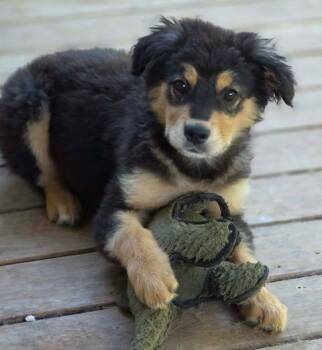 German Shepherd Dog and Great Pyrenees Dogs Available for Adoption in Greeneville, Tennessee - George (PUPPY) | PetCurious