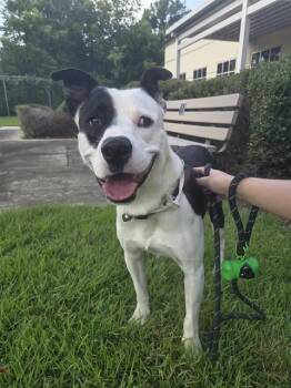 PIRATA -  Staffordshire Bull Terrier and Mixed Breed Dog for Adoption in Houston, Texas - PIRATA | PetCurious