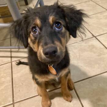 Serena -  Dachshund and Beagle Dog for Adoption in Greensboro, North Carolina - Serena | PetCurious