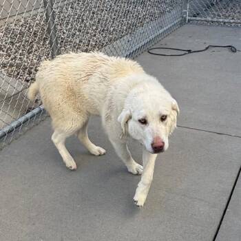 Pancake -  Great Pyrenees and Labrador Retriever Dog for Adoption in Bismarck, North Dakota - Pancake | PetCurious