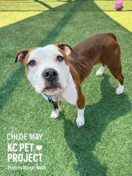 Pit Bull Terrier and Mixed Breed Dogs Available for Adoption in Kansas City, Missouri - Chloe May | PetCurious