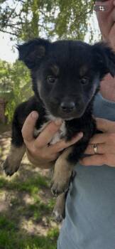 Raisin -  Shepherd Dog for Adoption in Lafayette, Colorado - Raisin | PetCurious