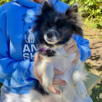 Paz -  Pomeranian Dog for Adoption in Scituate, Massachusetts - Paz | PetCurious