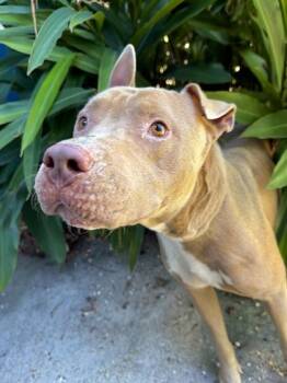 Mr. Apricot -  Pit Bull Terrier and Mixed Breed Dog for Adoption in New Orleans, Louisiana - Mr. Apricot | PetCurious