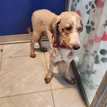 Kermit -  Labrador Retriever and Poodle Dog for Adoption in Walnutport, Pennsylvania - Kermit | PetCurious