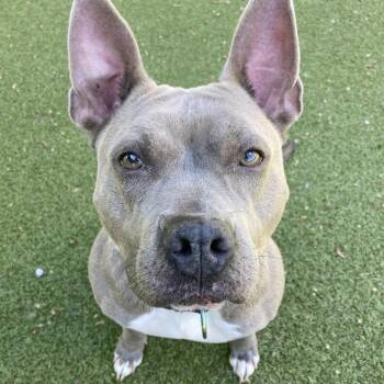 Mixed Breed Dogs Available for Adoption in Providence, Rhode Island - Pookie | PetCurious