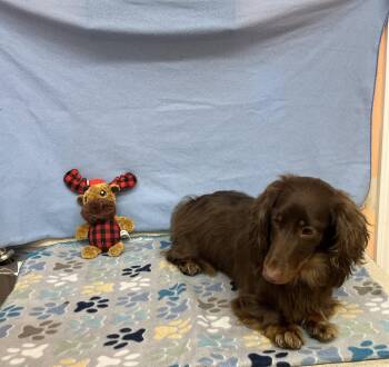 Dachshund Dogs Available for Adoption in York, South Carolina - Fynn | PetCurious