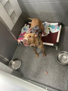 Mixed Breed Dogs Available for Adoption in West Chester, Pennsylvania - Drama | PetCurious