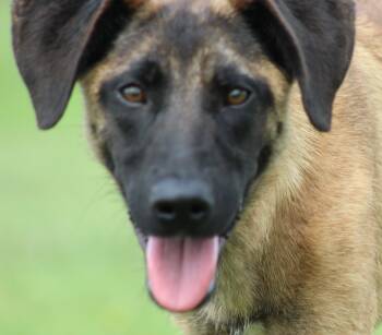 Ayra -  Belgian Shepherd Malinois and Mixed Breed Dog for Adoption in Temple, Texas - Ayra | PetCurious