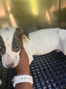 ASPEN -  Mixed Breed Dog for Adoption in Dallas, Texas - ASPEN | PetCurious