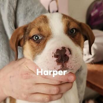 Terrier and Mixed Breed Dogs Available for Adoption - Harper | PetCurious