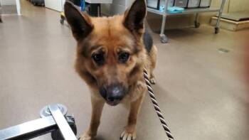 German Shepherd Dog and Mixed Breed Dogs Available for Adoption in Aurora, Illinois - FIRN | PetCurious