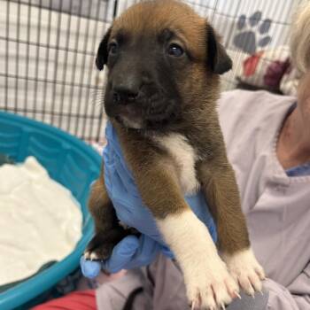 Mixed Breed Dogs Available for Adoption in Wheeling, Illinois - Green Goddess | PetCurious