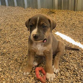 Rescue Plott Hound Dogs for Adoption in Austin, Texas - Cari JuM | PetCurious