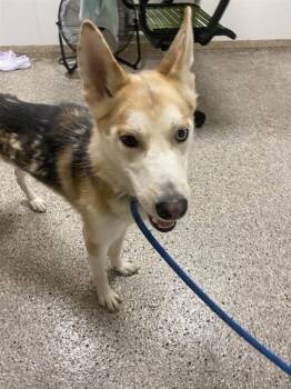 Silicon -  Siberian Husky Dog for Adoption in Vancouver, Washington - Silicon | PetCurious