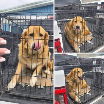 Sadie -  Golden Retriever Dog Available for Adoption - Sadie | PetCurious