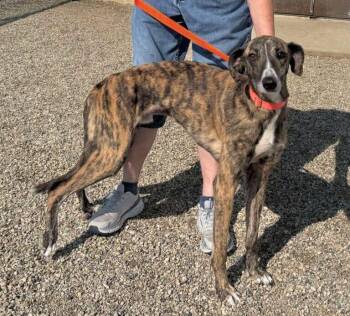 Rescue Greyhound and Lurcher Dogs for Adoption in Indianapolis, Indiana - Danny | PetCurious