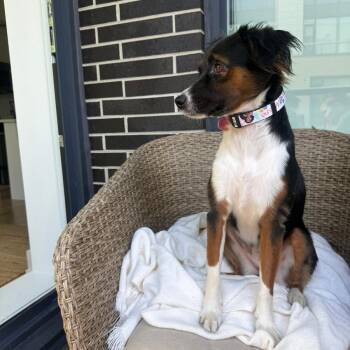 Border Collie and Papillon Dogs Available for Adoption in Williamsburg, Ontario - Valentina | PetCurious