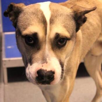 26-01080 -  Husky Dog for Adoption in Fredericksburg, Virginia - 26-01080 | PetCurious