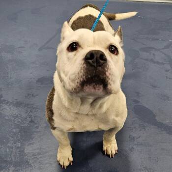 Betta Fish -  English Bulldog Dog for Adoption in Greensboro, North Carolina - Betta Fish | PetCurious