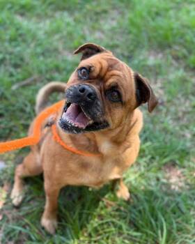 BRANDY -  Boxer and Pug Dog for Adoption in Madisonville, Louisiana - BRANDY | PetCurious