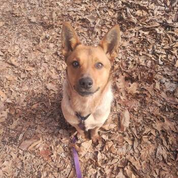 Mixed Breed Dogs Available for Adoption - Lucas | PetCurious